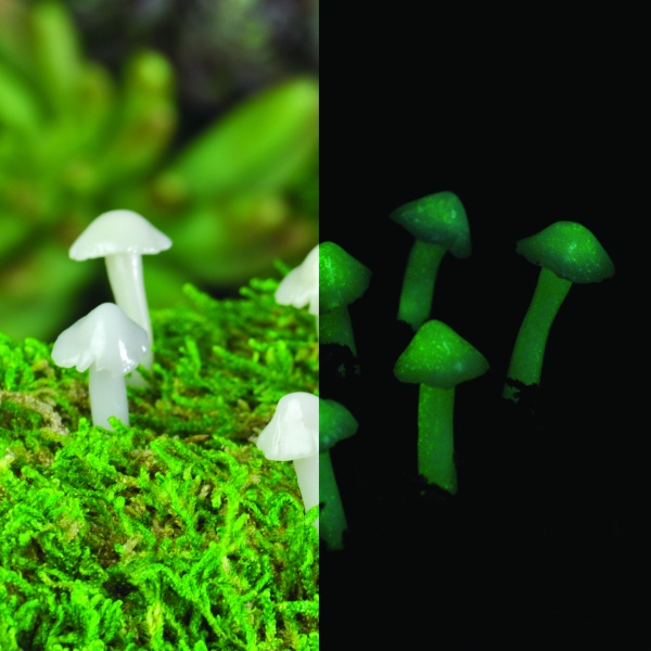 Mini Glow Mushrooms-set of 7 (Fiddlehead)